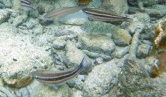 Stripped and yellowtail parrotfish Juveniles (6